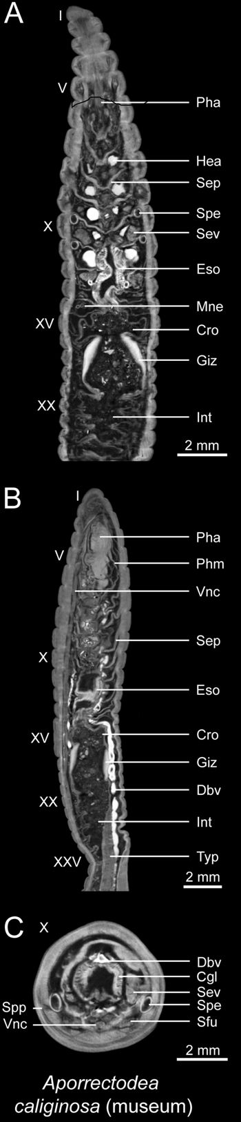 Media type: image; Invertebrate Zoology 95557